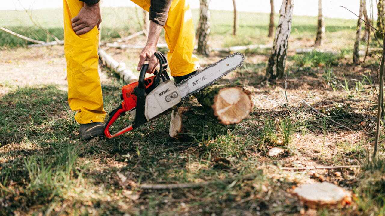 Best Tree Trimming Near Me  in Miami Lakes, FL